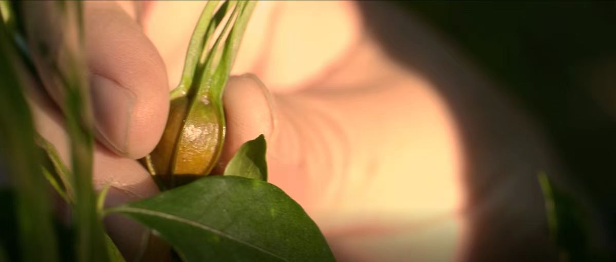 舌尖上的中藥:隱藏在山林間的驚喜(圖6) 06.jpg